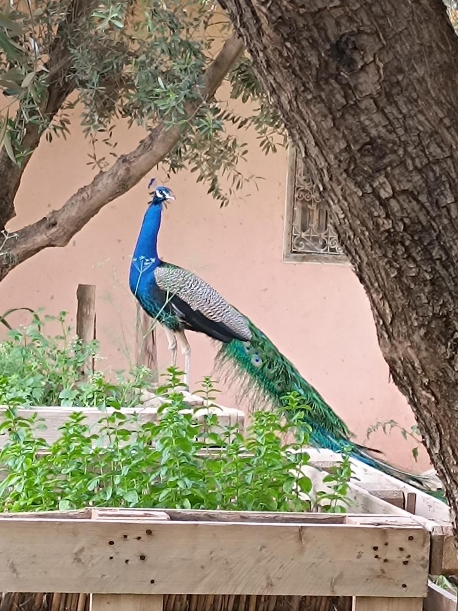 Jardin Sakina - Chambre D'Hotes Oulad Moumene エクステリア 写真