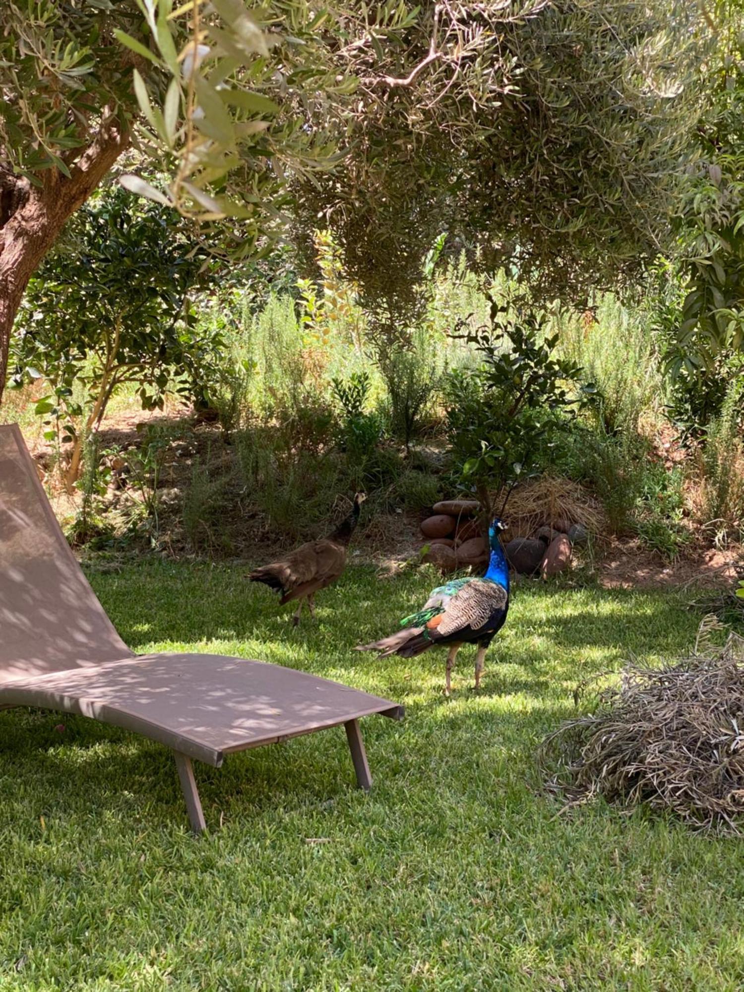 Jardin Sakina - Chambre D'Hotes Oulad Moumene エクステリア 写真