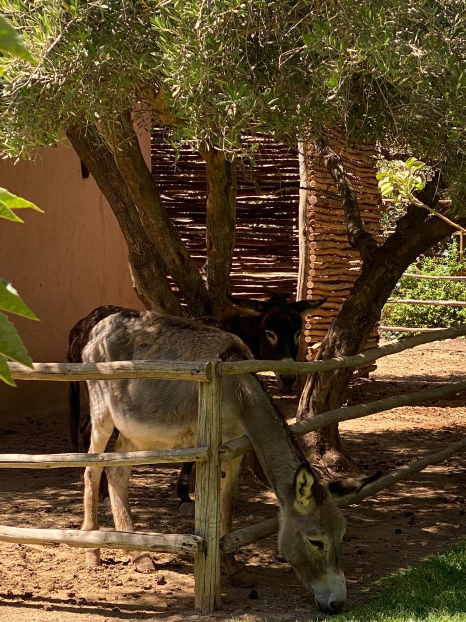 Jardin Sakina - Chambre D'Hotes Oulad Moumene エクステリア 写真